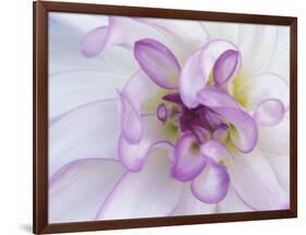 Purple Flower-Michele Westmorland-Framed Photographic Print