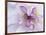 Purple Flower-Michele Westmorland-Framed Photographic Print