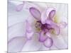 Purple Flower-Michele Westmorland-Mounted Photographic Print