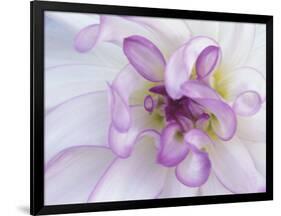 Purple Flower-Michele Westmorland-Framed Photographic Print