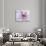 Purple Flower-Michele Westmorland-Photographic Print displayed on a wall
