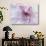 Purple Flower-Michele Westmorland-Photographic Print displayed on a wall