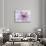 Purple Flower-Michele Westmorland-Photographic Print displayed on a wall
