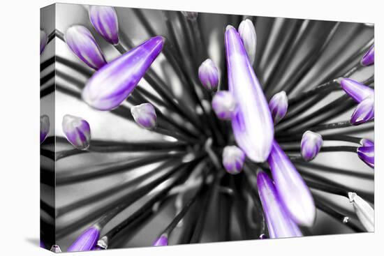 Purple Flower-PhotoINC-Stretched Canvas