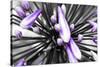 Purple Flower-PhotoINC-Stretched Canvas