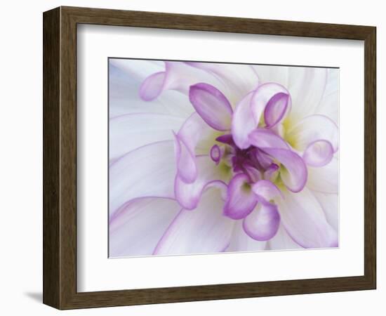 Purple Flower-Michele Westmorland-Framed Photographic Print