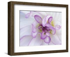 Purple Flower-Michele Westmorland-Framed Photographic Print