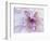 Purple Flower-Michele Westmorland-Framed Photographic Print