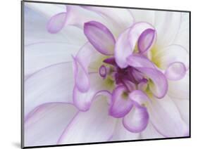 Purple Flower-Michele Westmorland-Mounted Photographic Print