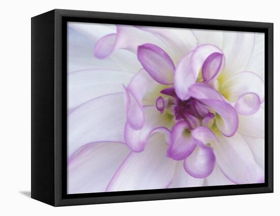 Purple Flower-Michele Westmorland-Framed Stretched Canvas