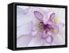 Purple Flower-Michele Westmorland-Framed Stretched Canvas