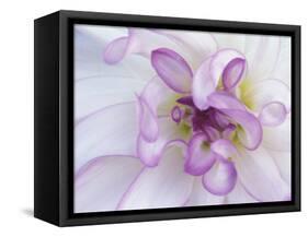 Purple Flower-Michele Westmorland-Framed Stretched Canvas