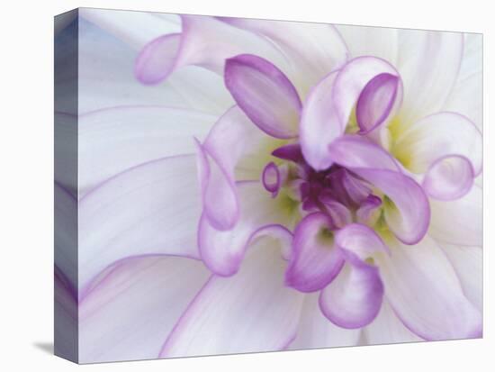 Purple Flower-Michele Westmorland-Stretched Canvas