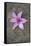 Purple Flower-Den Reader-Framed Stretched Canvas