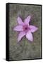 Purple Flower-Den Reader-Framed Stretched Canvas