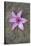 Purple Flower-Den Reader-Stretched Canvas