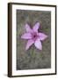 Purple Flower-Den Reader-Framed Photographic Print