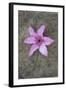 Purple Flower-Den Reader-Framed Photographic Print