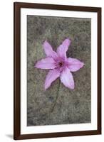 Purple Flower-Den Reader-Framed Photographic Print