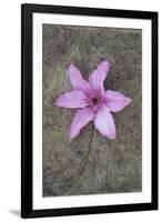 Purple Flower-Den Reader-Framed Photographic Print