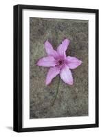 Purple Flower-Den Reader-Framed Photographic Print