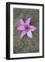 Purple Flower-Den Reader-Framed Photographic Print