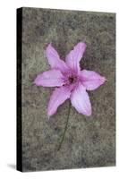 Purple Flower-Den Reader-Stretched Canvas