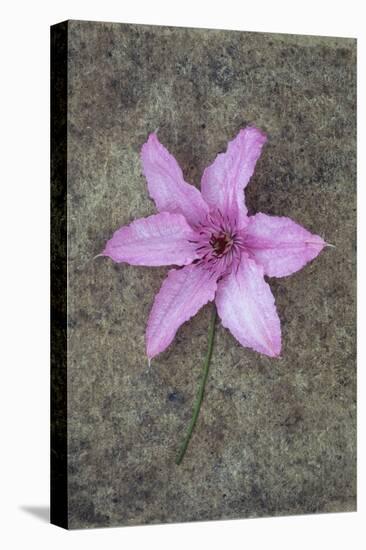 Purple Flower-Den Reader-Stretched Canvas