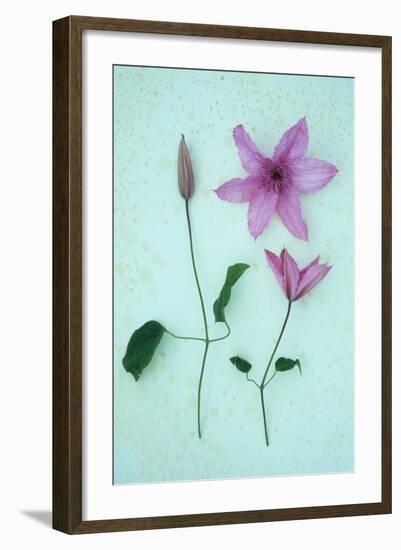 Purple Flower-Den Reader-Framed Photographic Print