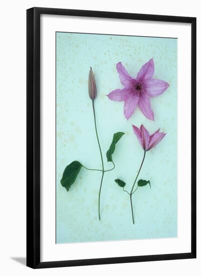 Purple Flower-Den Reader-Framed Photographic Print