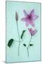 Purple Flower-Den Reader-Mounted Photographic Print