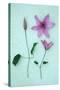 Purple Flower-Den Reader-Stretched Canvas