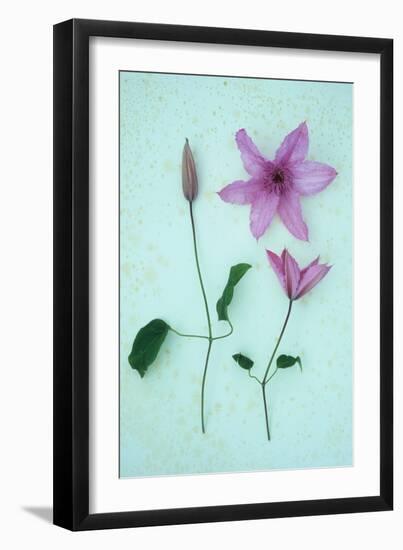 Purple Flower-Den Reader-Framed Photographic Print