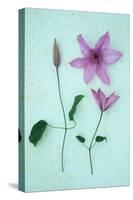 Purple Flower-Den Reader-Stretched Canvas