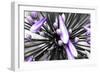 Purple Flower-PhotoINC-Framed Photographic Print