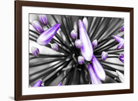 Purple Flower-PhotoINC-Framed Photographic Print