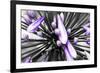 Purple Flower-PhotoINC-Framed Photographic Print