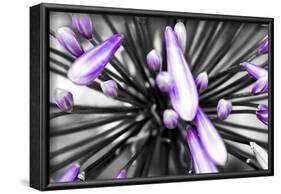 Purple Flower-PhotoINC-Framed Photographic Print