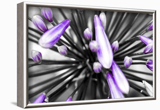 Purple Flower-PhotoINC-Framed Photographic Print