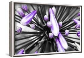 Purple Flower-PhotoINC-Framed Photographic Print