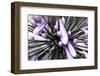 Purple Flower-PhotoINC-Framed Photographic Print