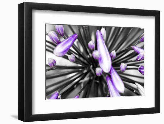 Purple Flower-PhotoINC-Framed Photographic Print