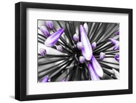 Purple Flower-PhotoINC-Framed Photographic Print