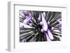 Purple Flower-PhotoINC-Framed Photographic Print