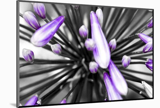 Purple Flower-PhotoINC-Mounted Photographic Print