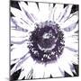 Purple Flower-Christine O’Brien-Mounted Giclee Print