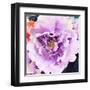 Purple Flower-Emily Navas-Framed Art Print