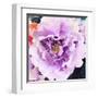 Purple Flower-Emily Navas-Framed Art Print