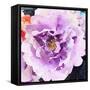 Purple Flower-Emily Navas-Framed Stretched Canvas