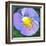 Purple Flower-Scott Westmoreland-Framed Art Print